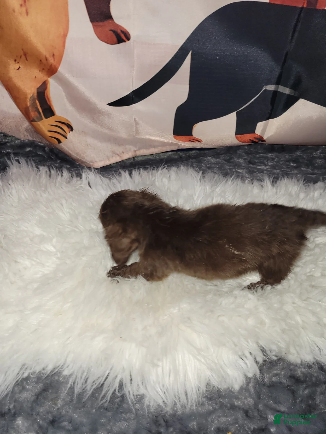 Miniature Dachshund dogs for sale: Willa - Ad 3