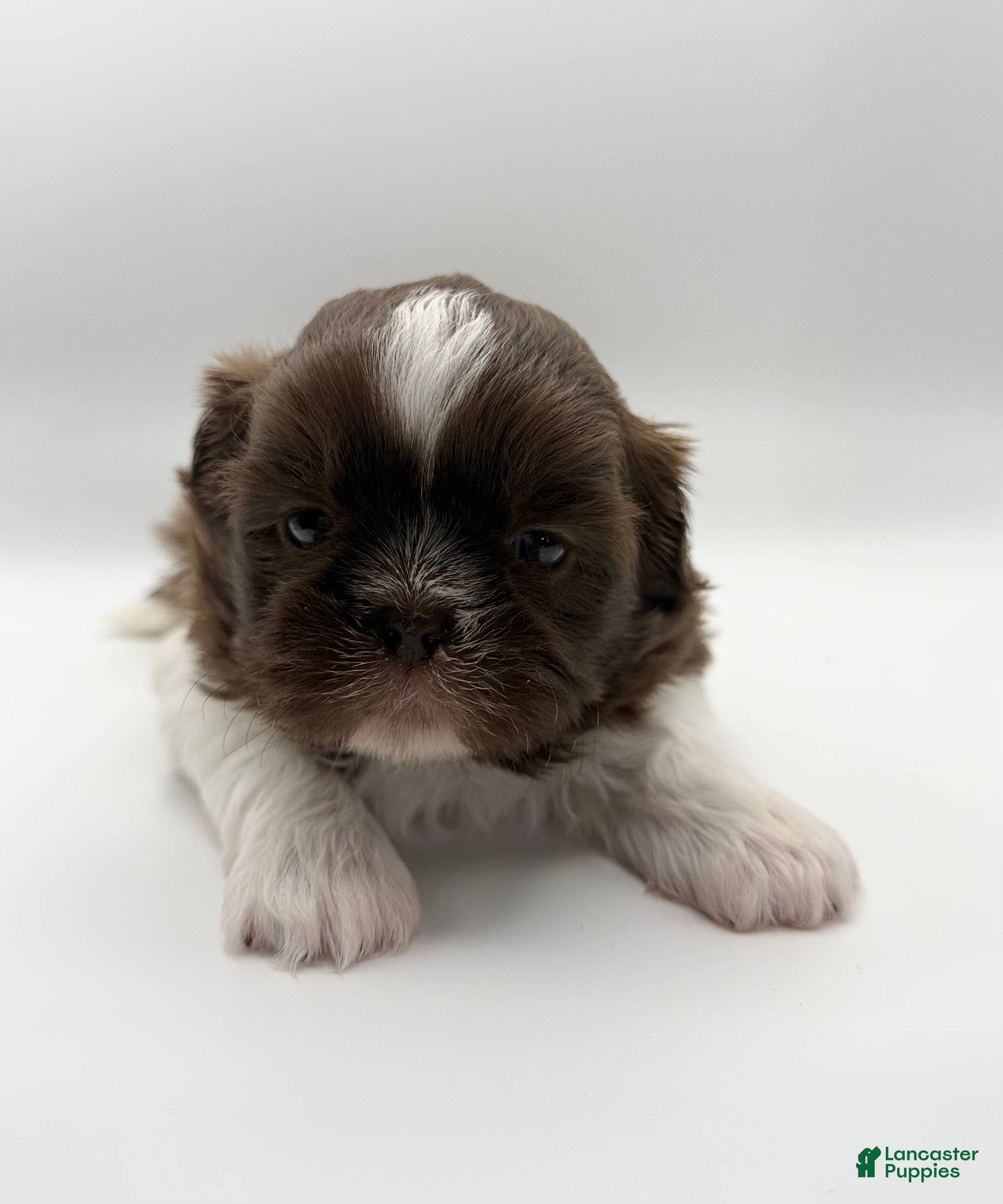 Shih Tzu dogs for sale: Lonnie - Ad 1