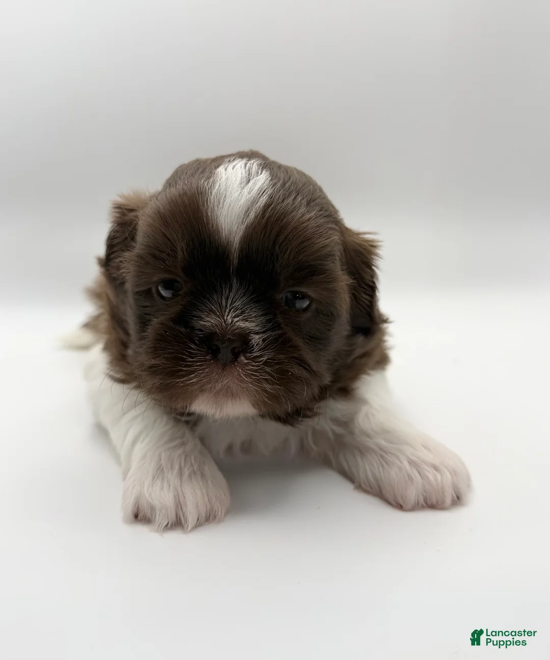 Shih Tzu dogs for sale: Lonnie - Ad 1