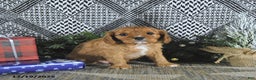 Cavalier King Charles Spaniel dogs for sale: Ava  - Ad 3