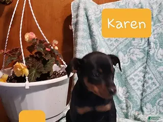 Mixed Breed dogs Karen - Ad 12