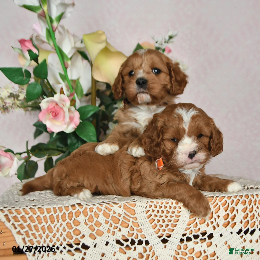 Cavapoo dogs for sale: Ivan - Ad 5