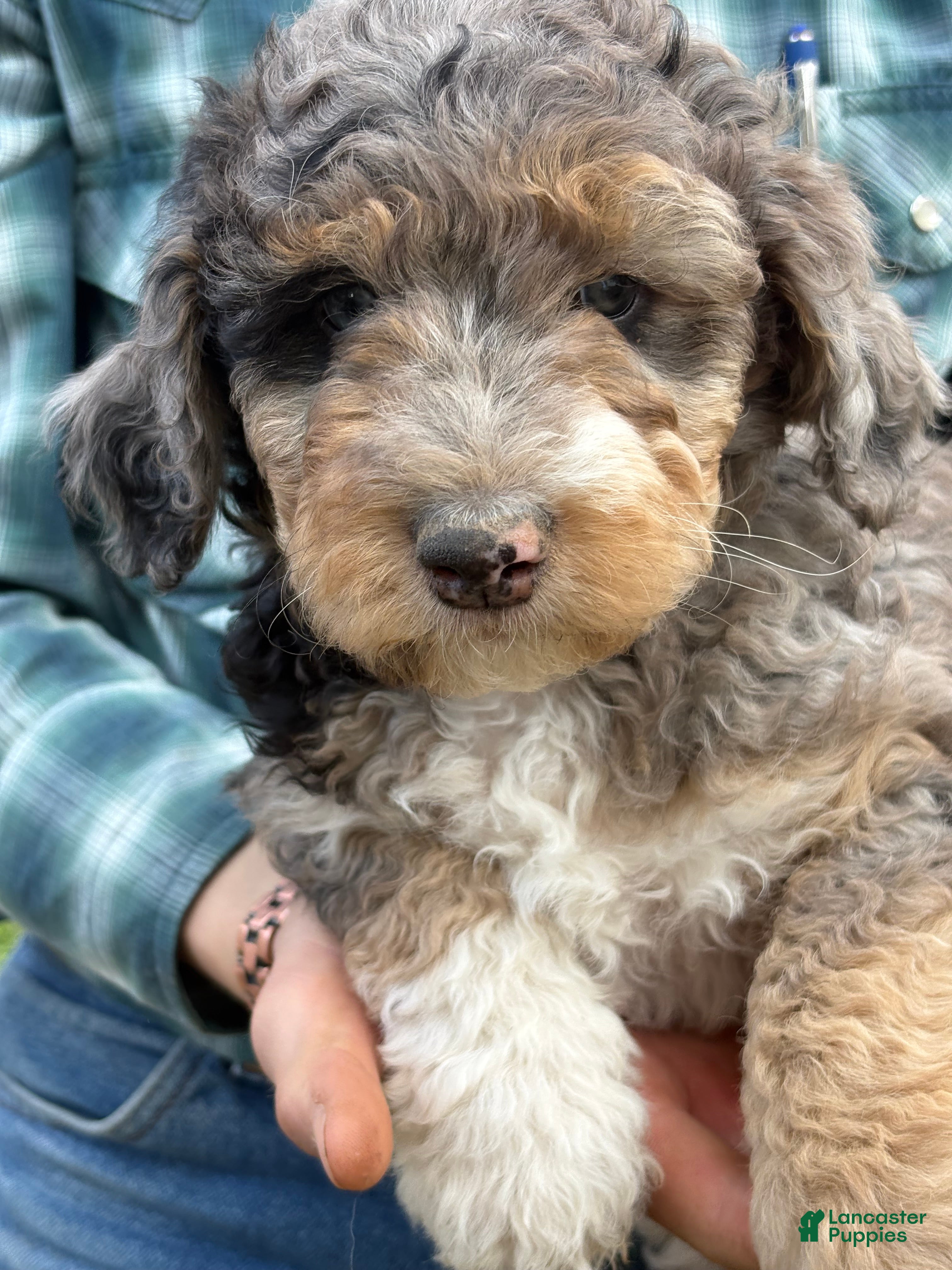 Mixed Breed dogs for sale: Harriet – Darker Merle Female Mini Bernedoodle | Social & Playful | 30–35 lbs - Ad 2