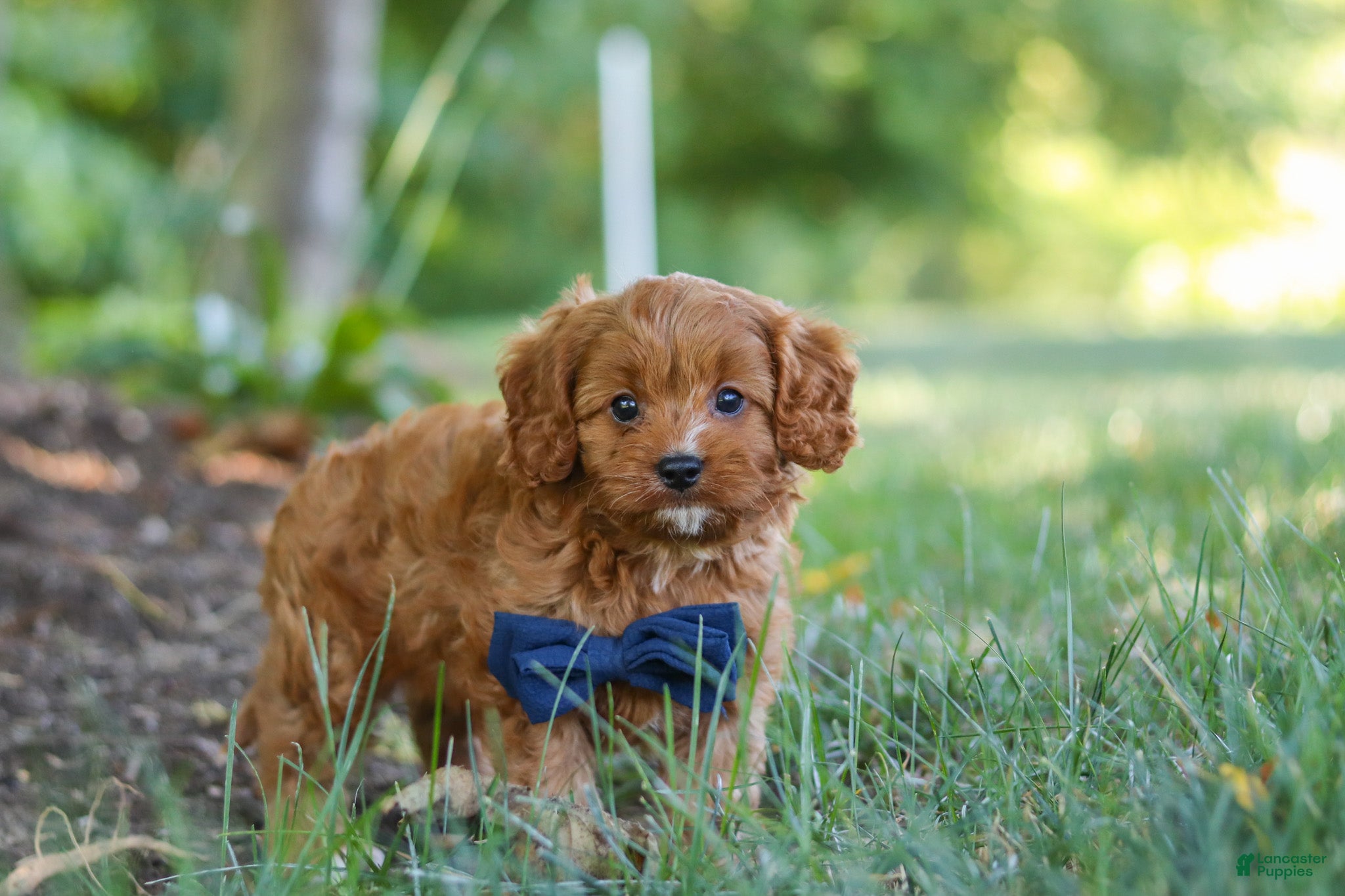 Cavapoo dogs Kobe - Ad 1