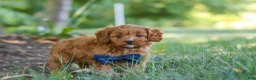 Cavapoo dogs for sale: Kobe - Ad 1