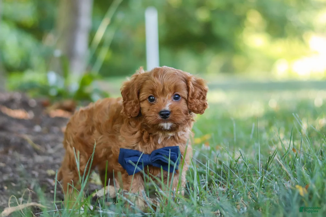 Cavapoo dogs for sale: Kobe - Ad 1