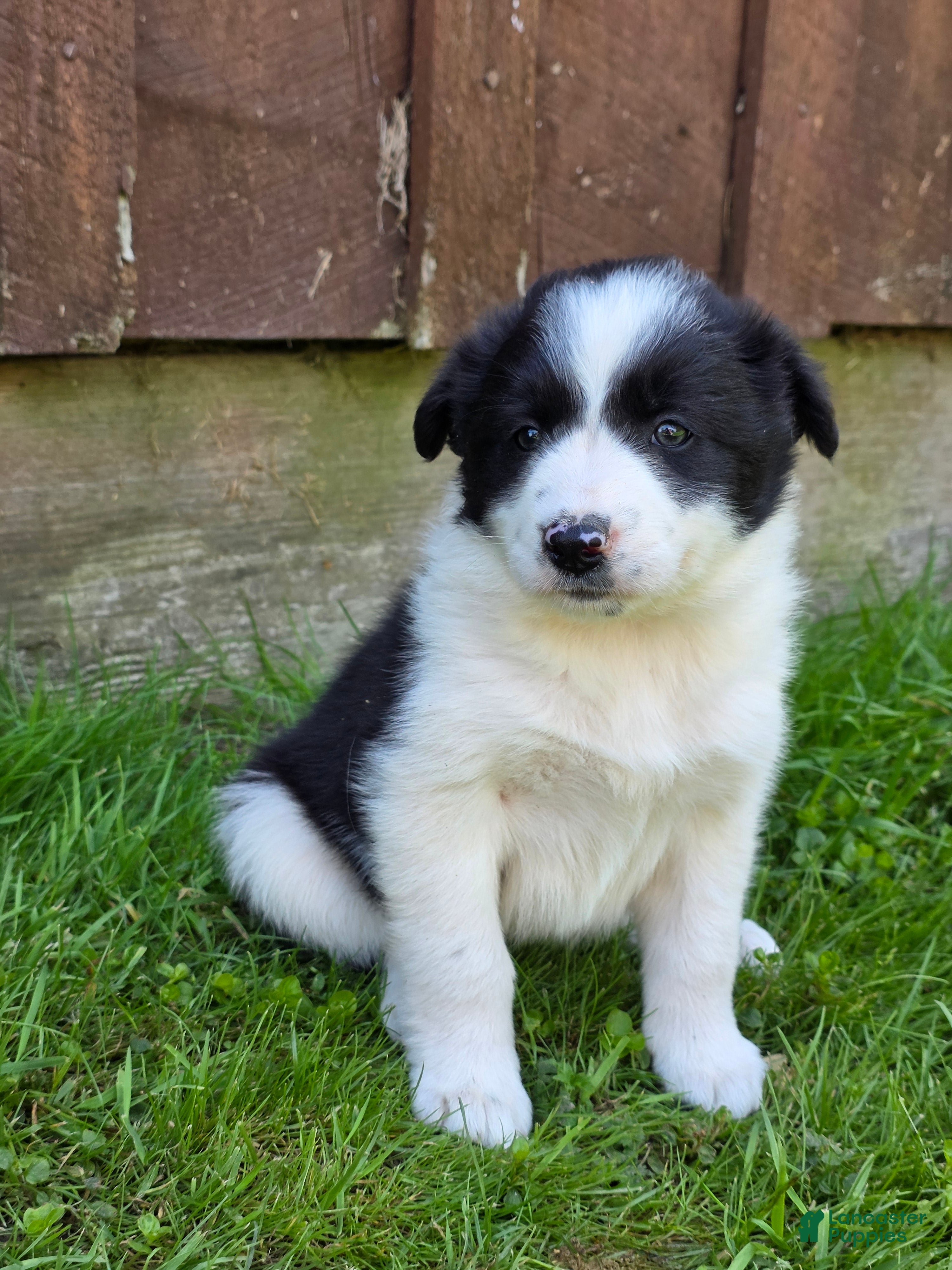 Border Collie dogs Hanna - Ad 34