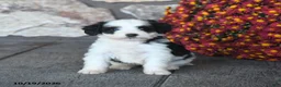 Mini Bernedoodle dogs for sale: Cupcake - Ad 3