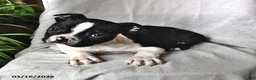 Boston Terrier dogs for sale: Parker - Ad 3