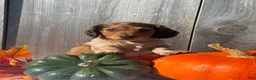 Miniature Dachshund dogs for sale: Remington - Ad 4