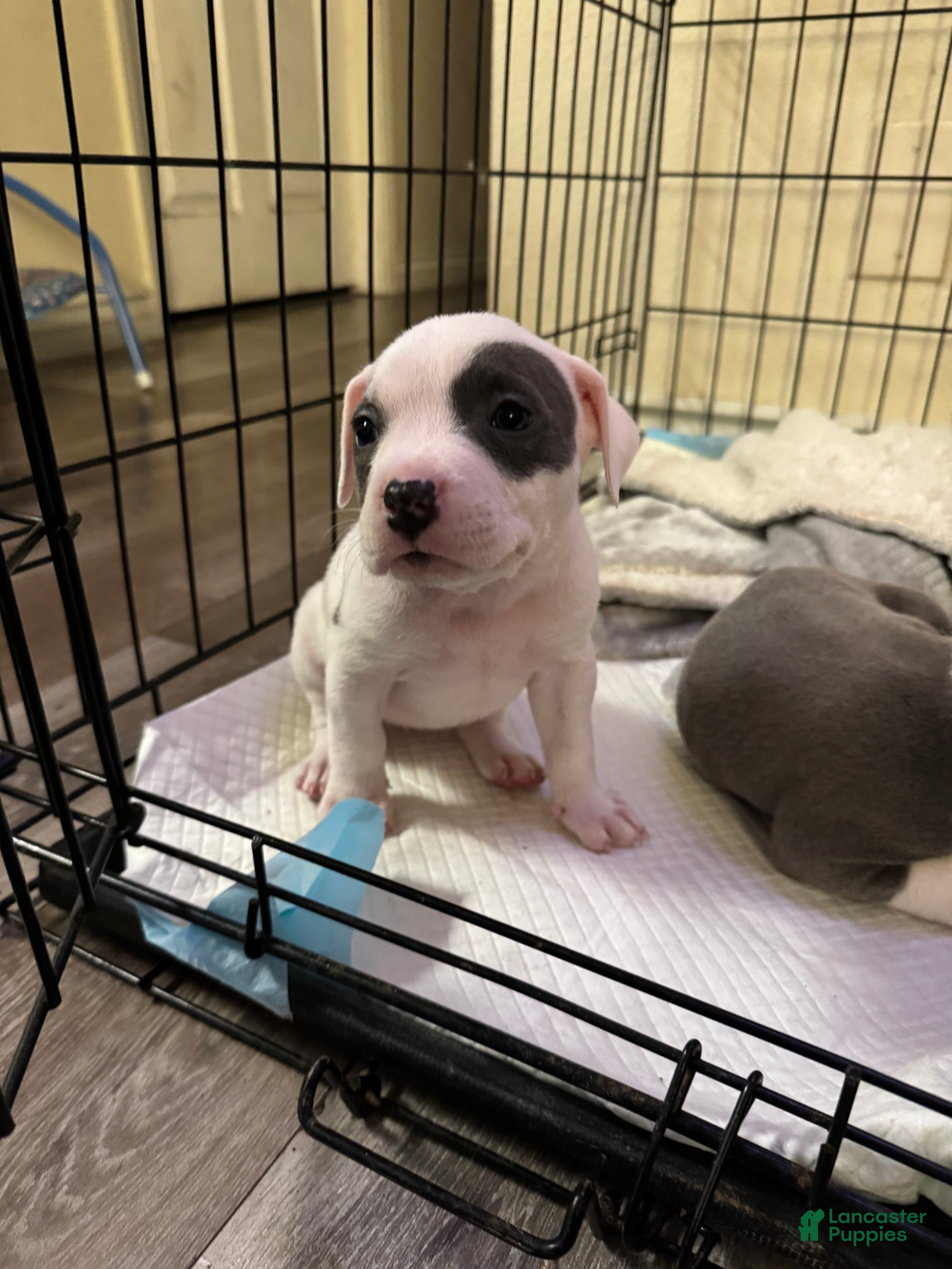 American Pit Bull Terrier dogs for sale: American Pit Bull Terrier Puppy 2 - Ad 2