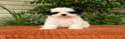 Malshi dogs for sale: Montie - Ad 5