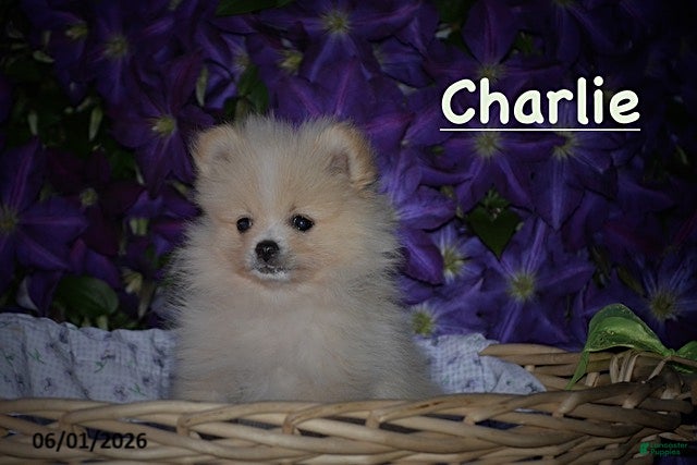 Pomeranian dogs Charlie - Ad 1