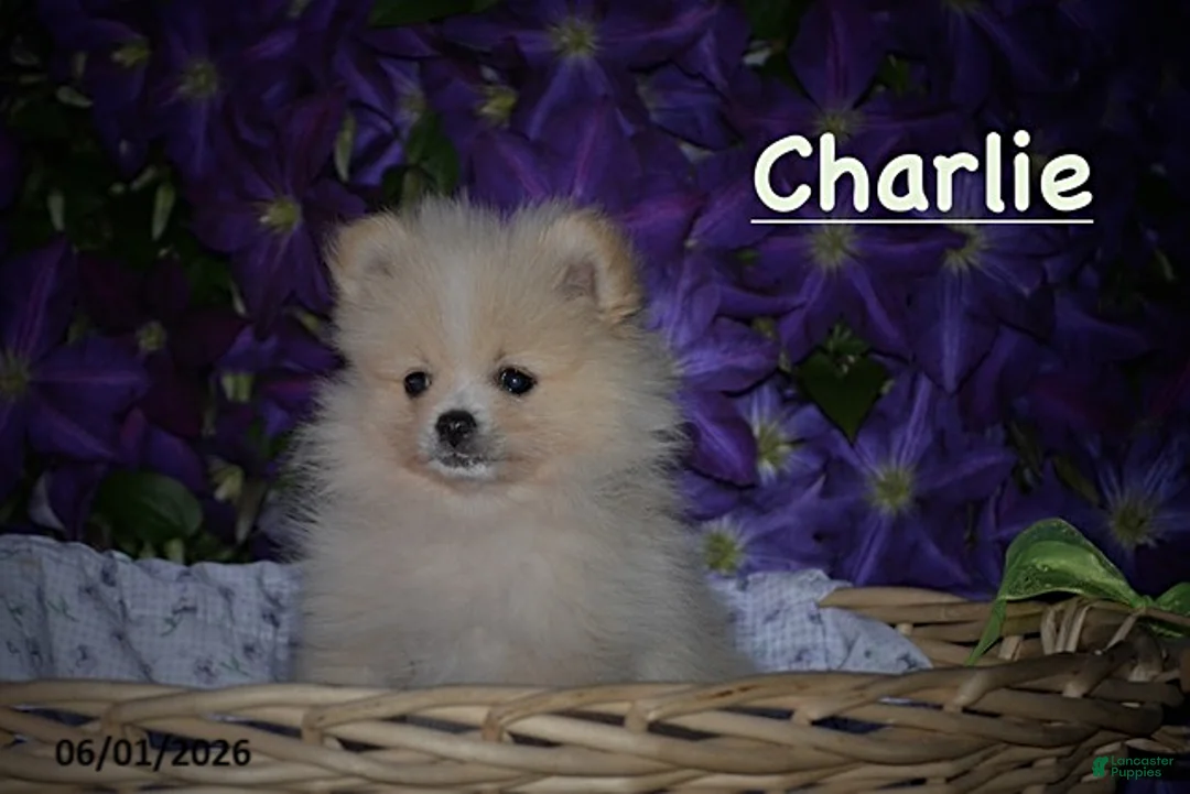Pomeranian dogs for sale: Charlie - Ad 1