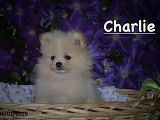 Pomeranian dogs for sale: Charlie - Ad 3