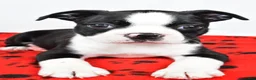 Boston Terrier dogs for sale: Charles - Ad 8