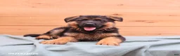 German Shepherd dogs for sale: Griffin - Ad 5