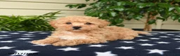 Bichpoo dogs for sale: Asher - Ad 3
