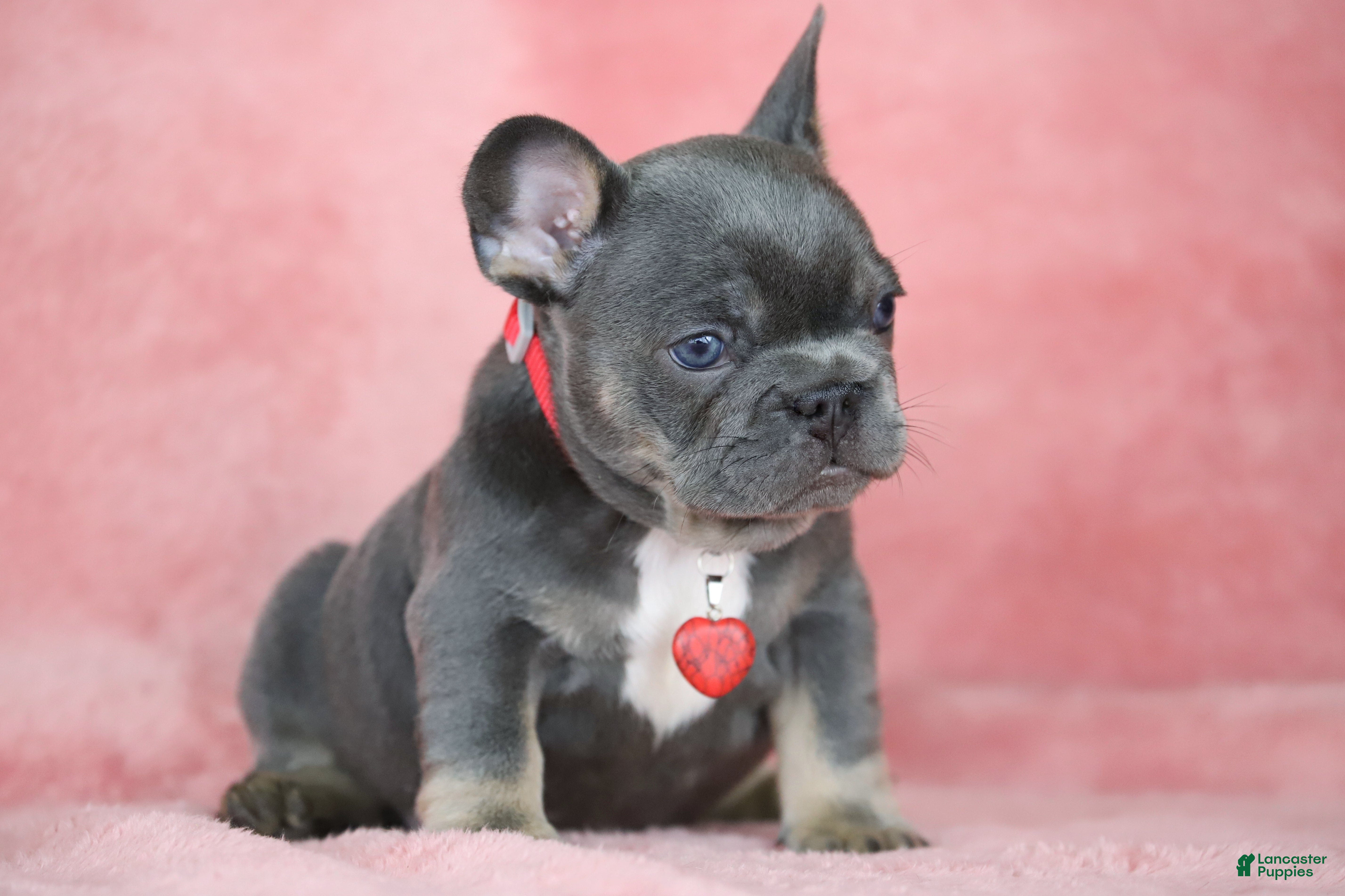 French Bulldog dogs Mara - Ad 2