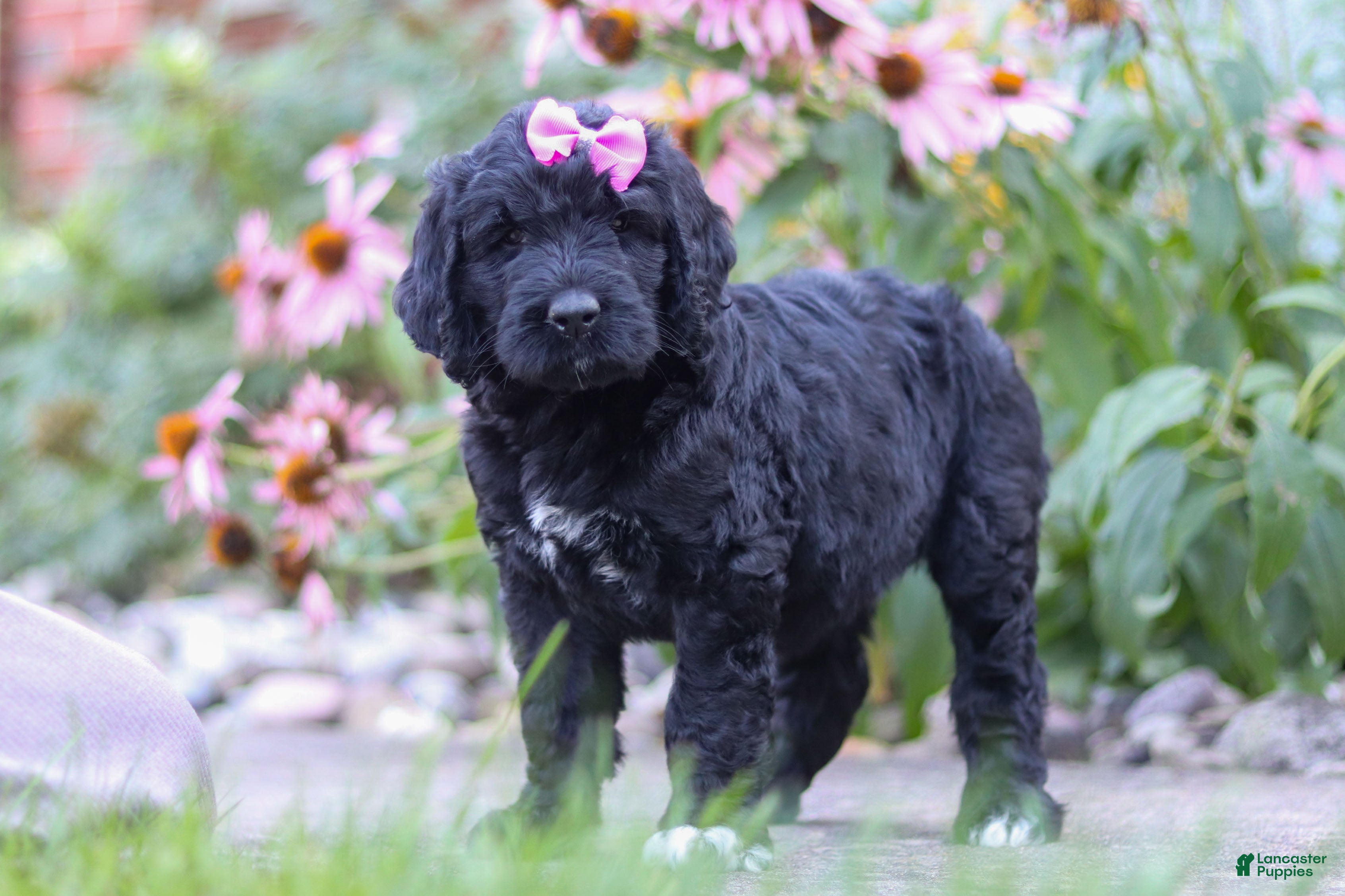 Newfypoo dogs Mia - Ad 1