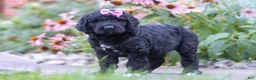 Newfypoo dogs for sale: Mia - Ad 1