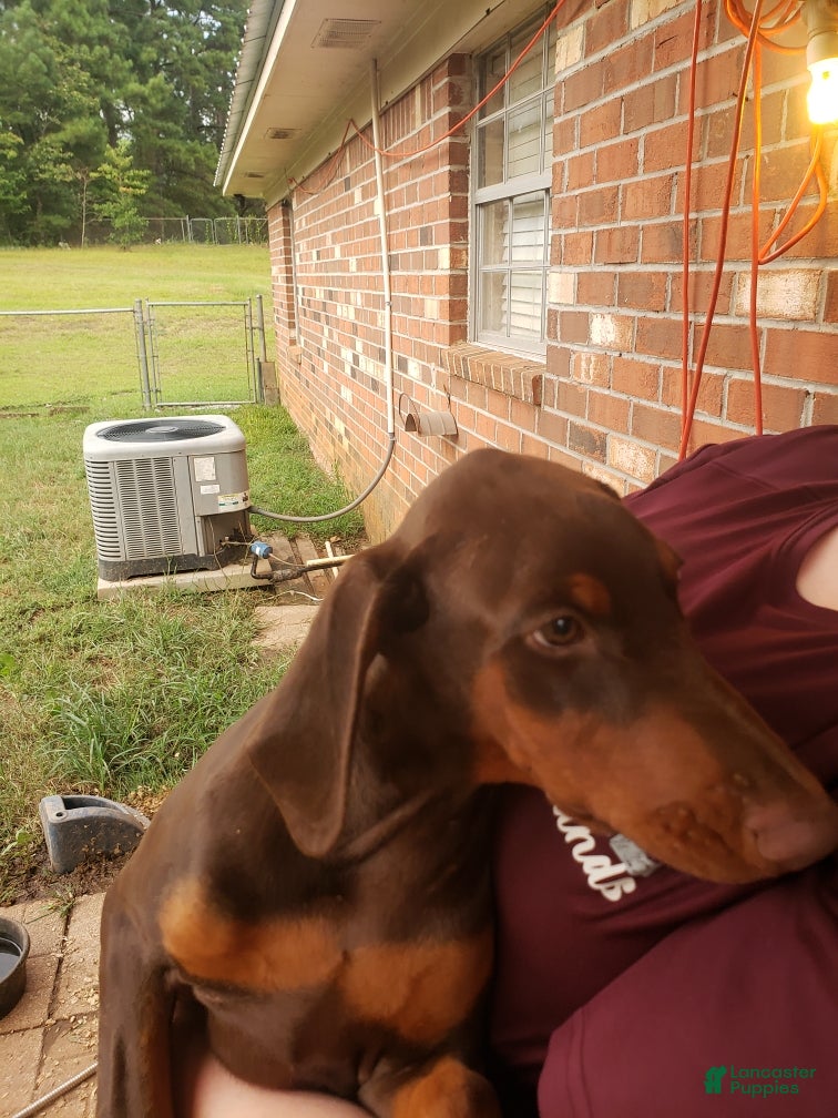 Doberman Pinscher dogs for sale: Lulu - Ad 1