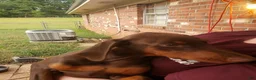 Doberman Pinscher dogs for sale: Lulu - Ad 1
