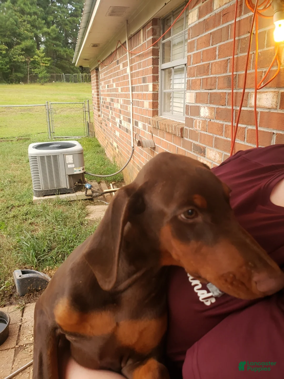 Doberman Pinscher dogs for sale: Lulu - Ad 1