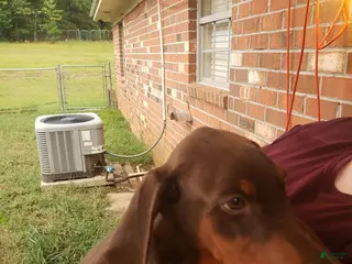 Doberman Pinscher dogs Lulu - Ad 3
