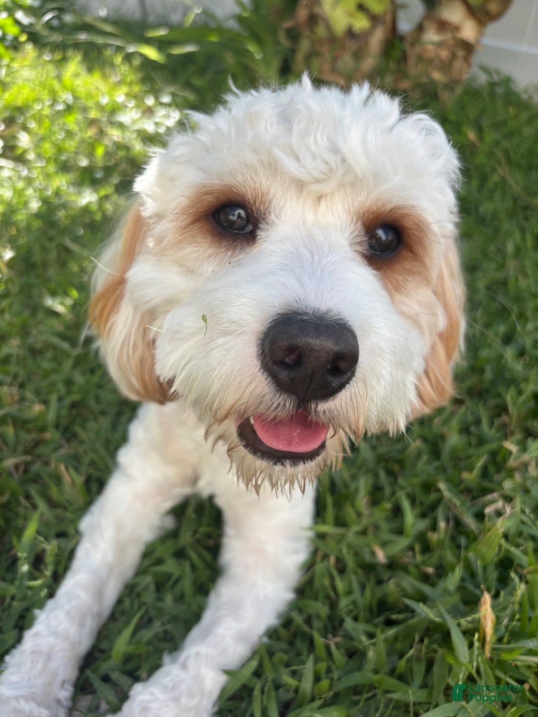 Cavapoo dogs for sale: Cavapoo Puppy 1 - Ad 1