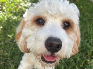 Cavapoo dogs Cavapoo Puppy 1 - Ad 18