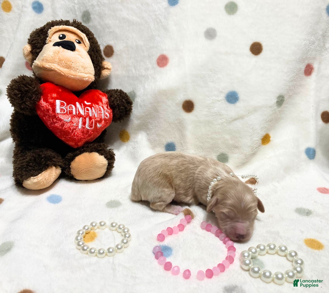 Labradoodle dogs for sale: Belle - Ad 2