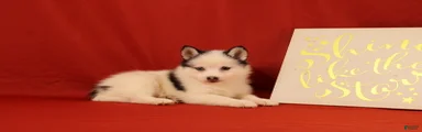 Zoey
