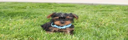 Yorkiepoo dogs for sale: Enzo - Ad 1