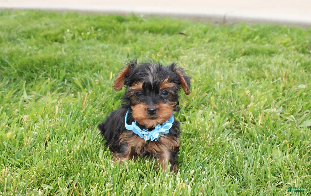Yorkiepoo dogs for sale: Enzo - Ad 1