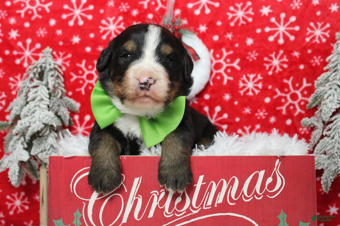 Bernese Mountain Dog dogs for sale: Pumbaa  - Ad 8