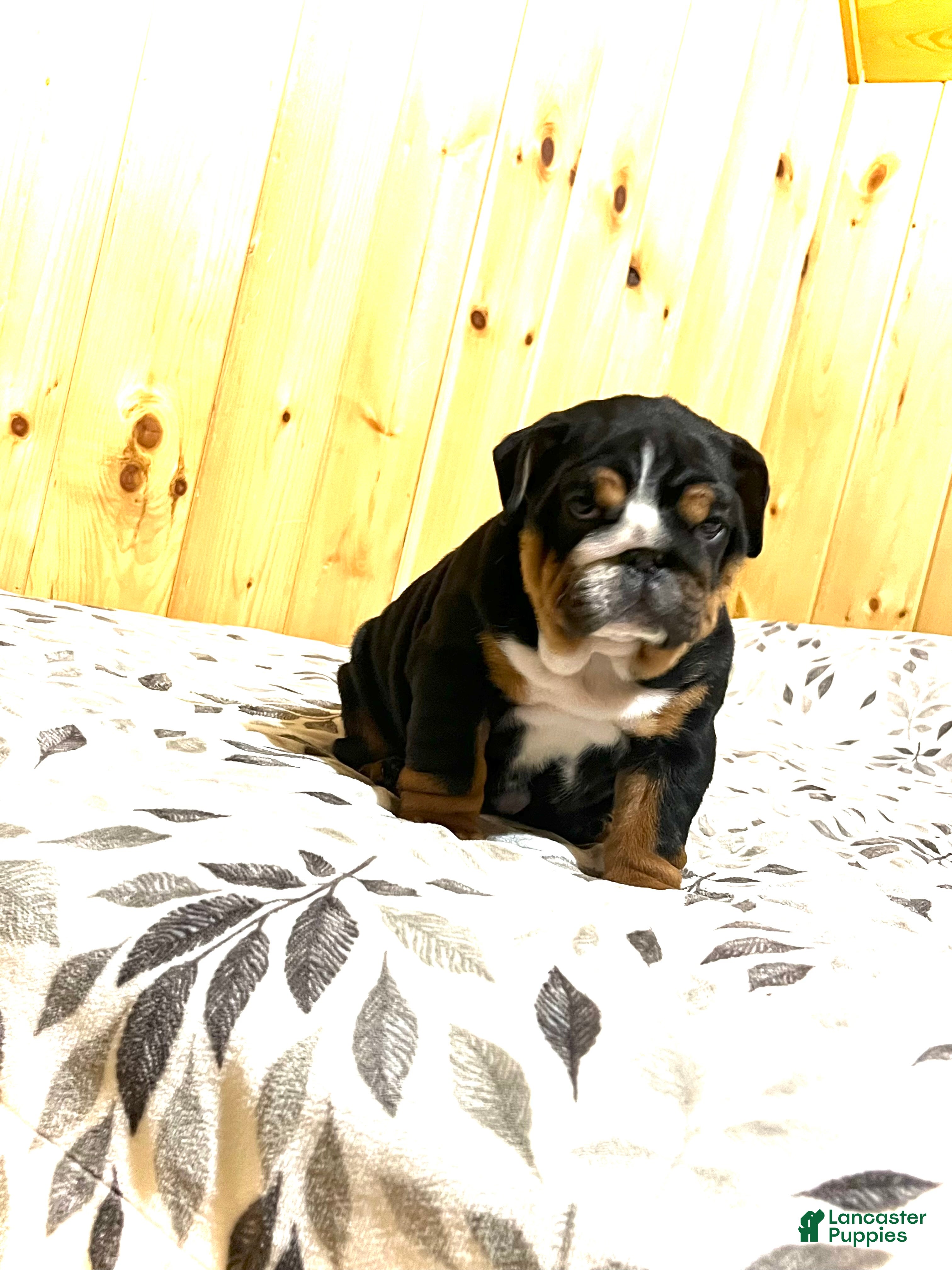 English Bulldog dogs Mabel - Ad 30