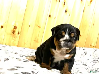 English Bulldog dogs Mabel - Ad 9