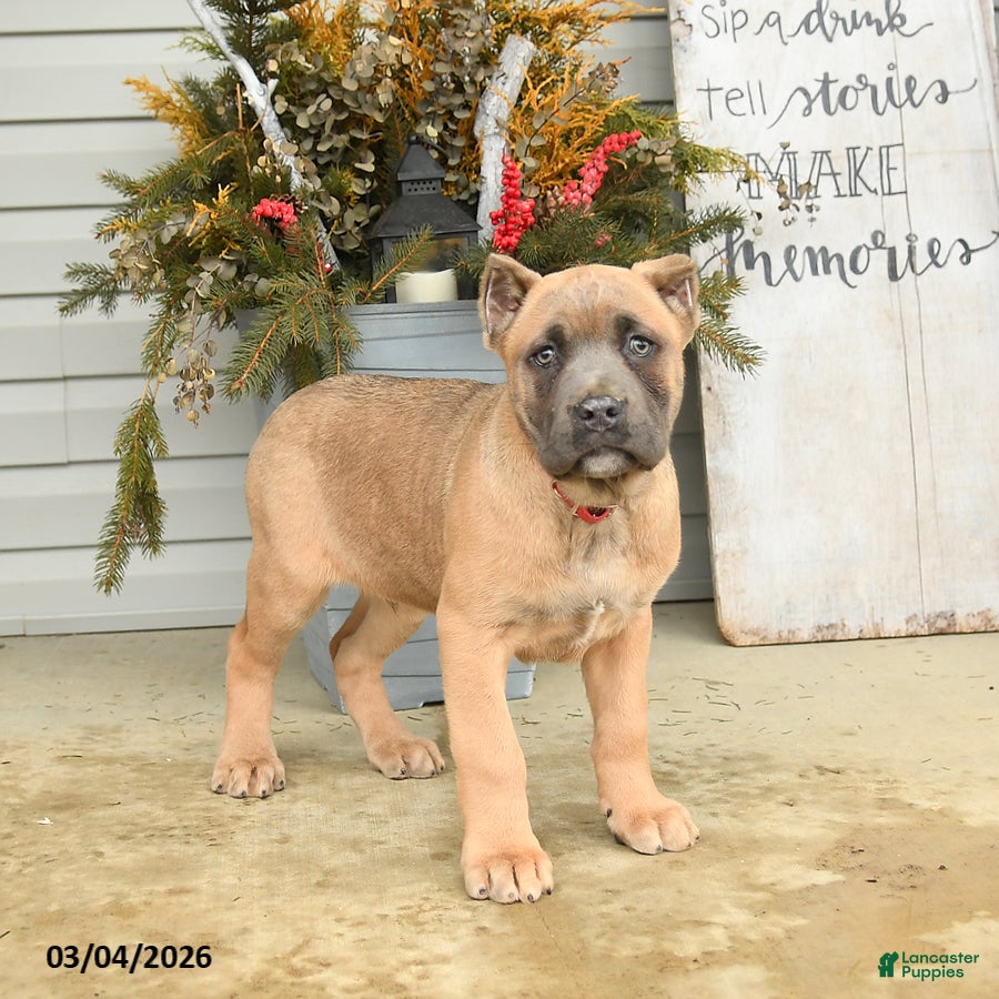 Cane Corso dogs Rocco - Ad 1