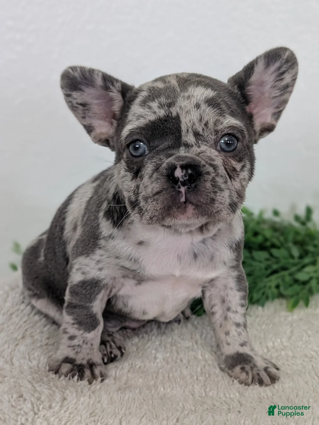 French Bulldog dogs for sale: Nadia  - Ad 2