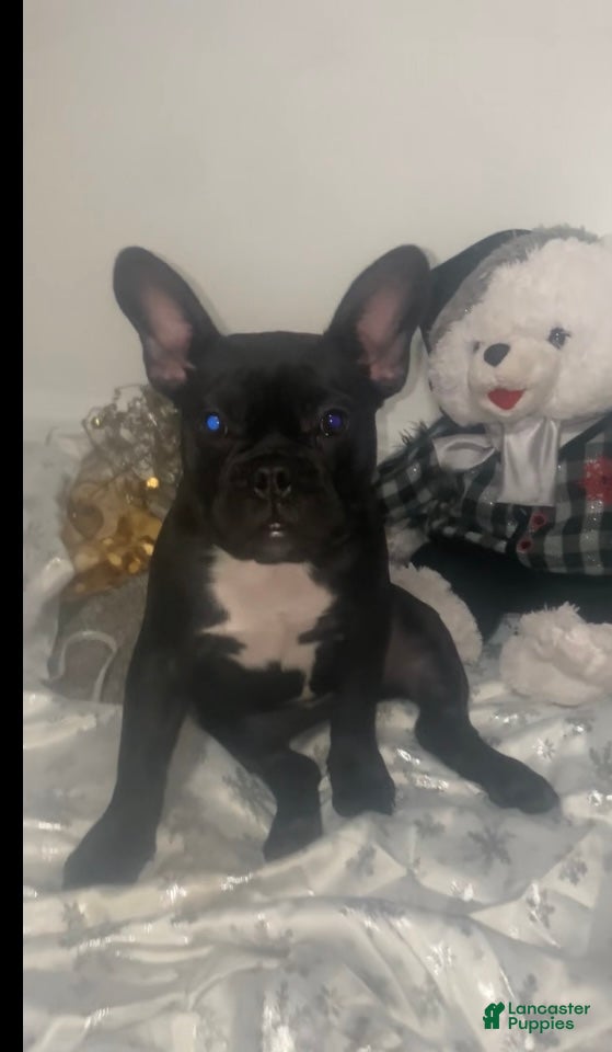 Frenchton dogs Frenchton Puppy 1 - Ad 39