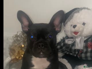 Frenchton dogs Frenchton Puppy 1 - Ad 32