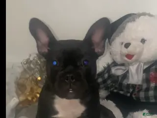 Frenchton dogs Frenchton Puppy 1 - Ad 37