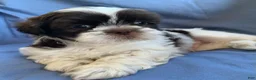 Shih Tzu dogs for sale: Milo - Ad 7