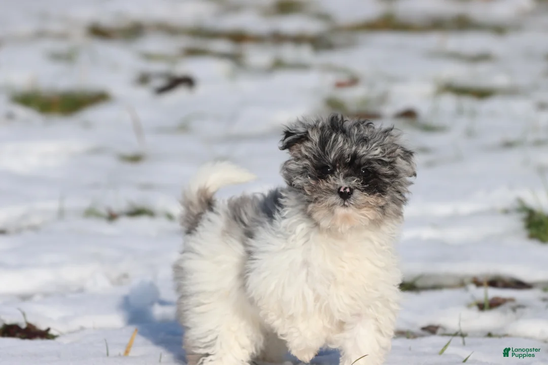 Mini Aussiedoodle dogs for sale: Baby  - Ad 3