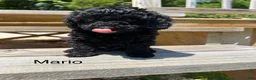 Miniature Poodle dogs for sale: Mario - Ad 3