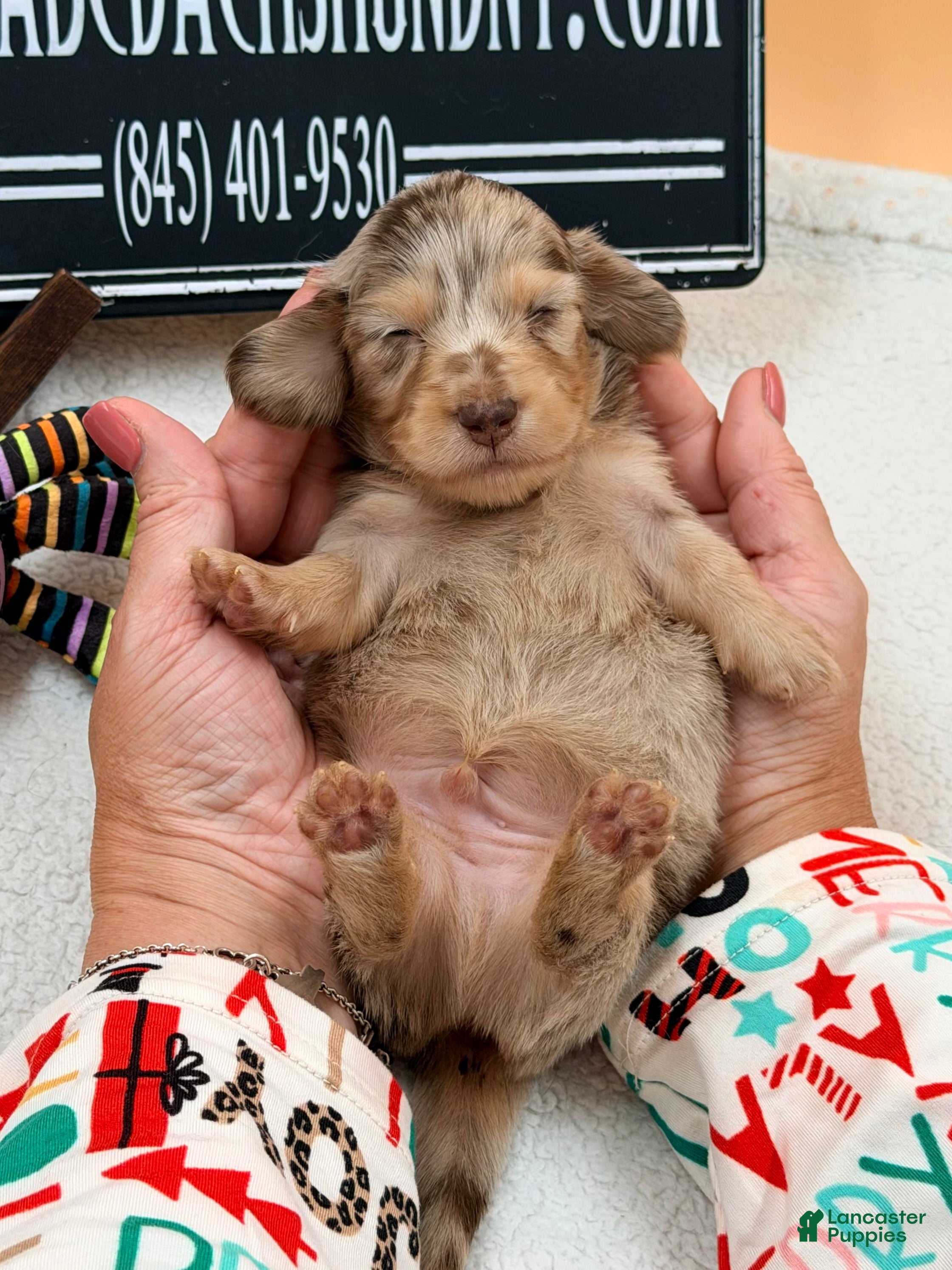 Miniature Dachshund dogs AKC Russian choc dapple super Bright - Ad 5