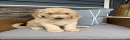 Goldendoodle dogs for sale: Violet  - Ad 4