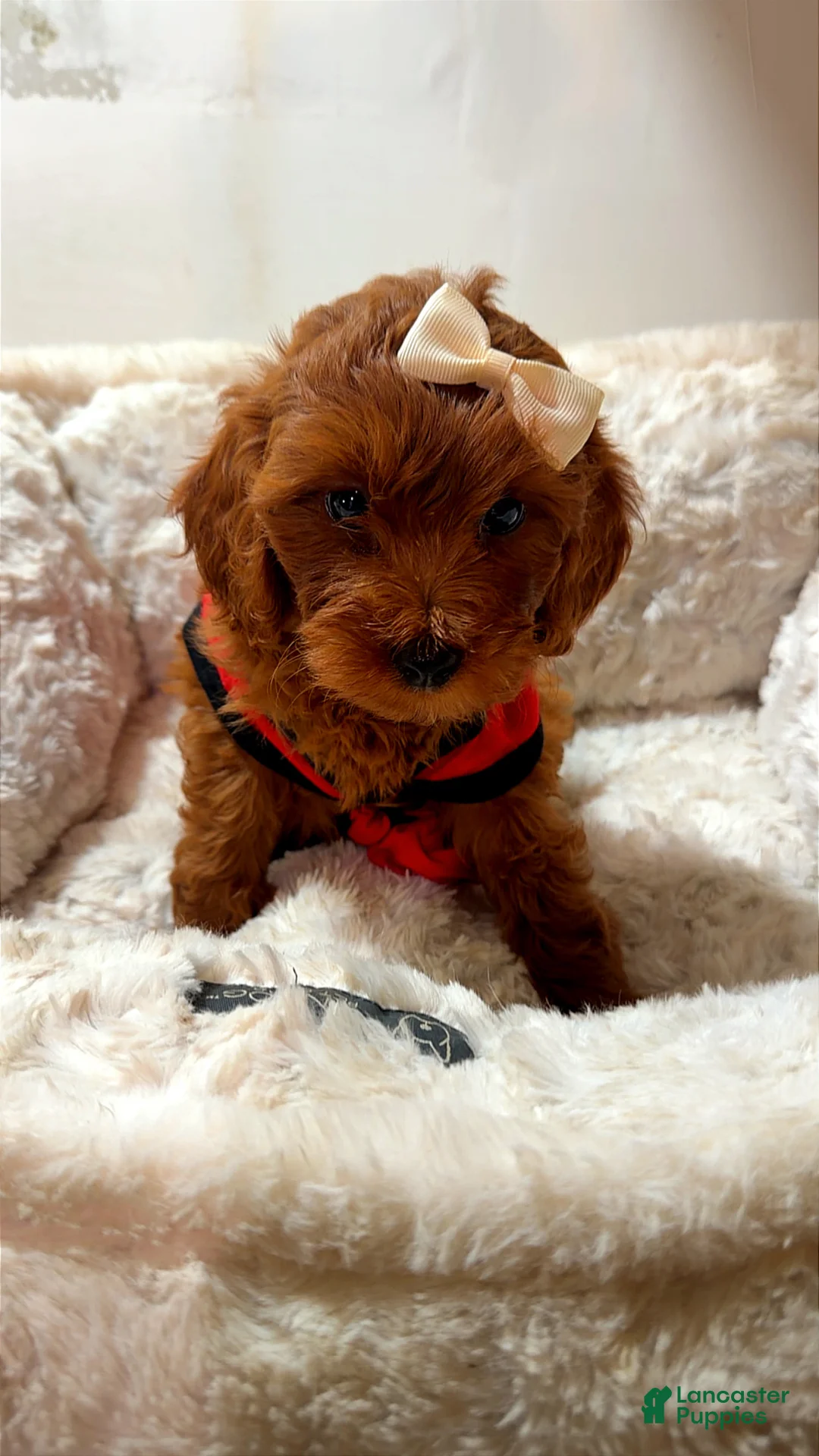 Cavapoo dogs for sale: Pebbles  - Ad 2