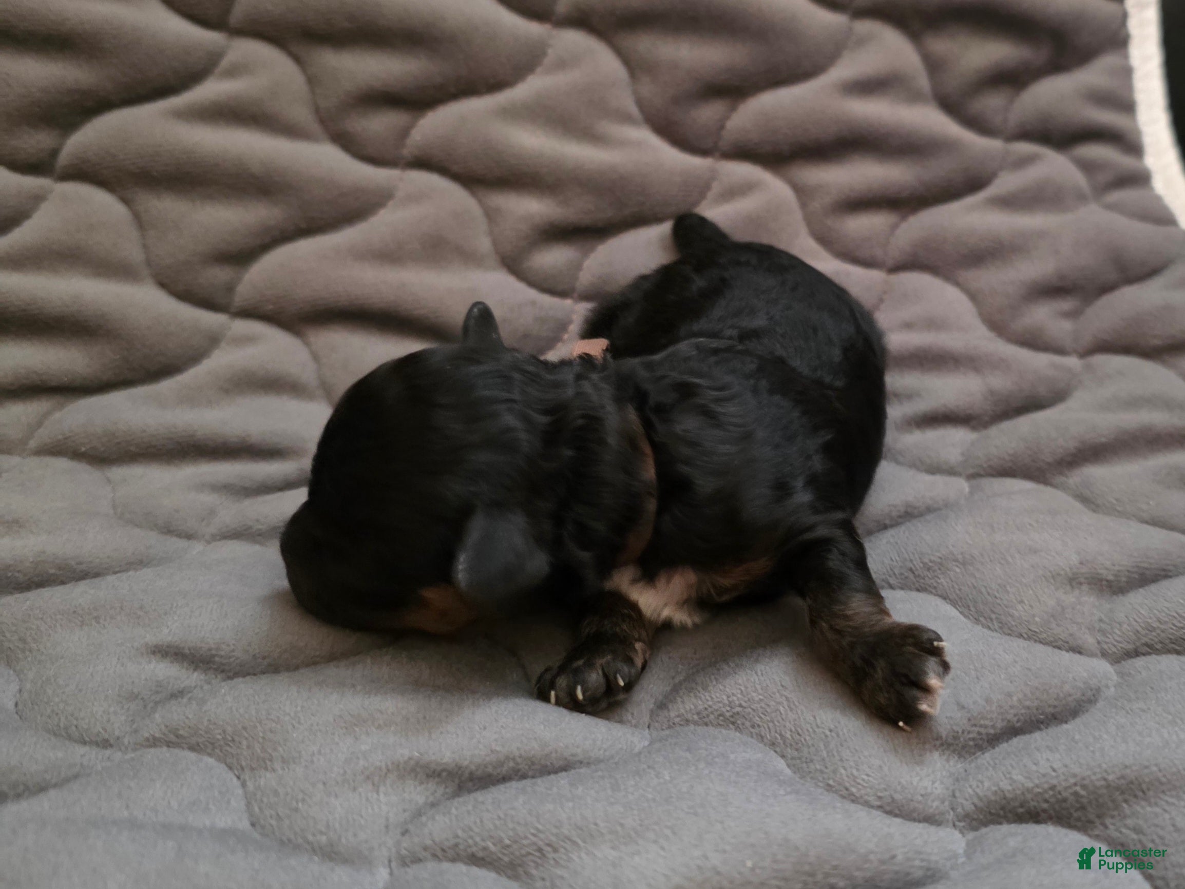 Toy Poodle dogs Toy Poodle 5 - Ad 23